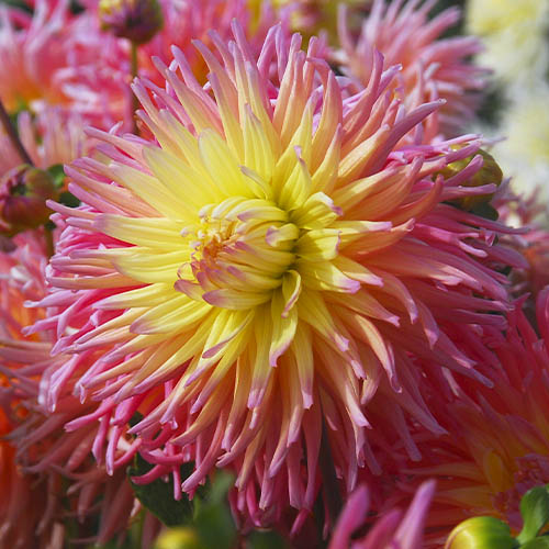 Dahlia Star Elite - for Sale Dahlia Star Elite