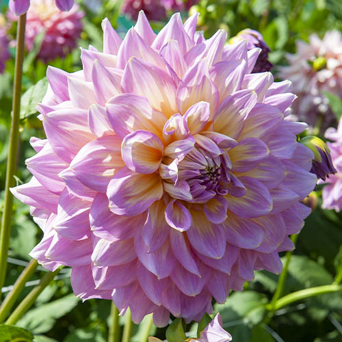 Dahlia Strawberry Ice (Kidds Climax) - for Sale Dahlia Strawberry Ice (Kidds Climax)