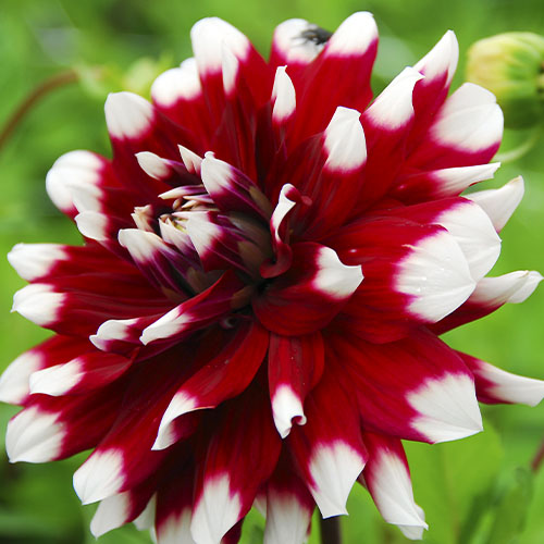 Dahlia Striped Duet - for Sale Dahlia Striped Duet