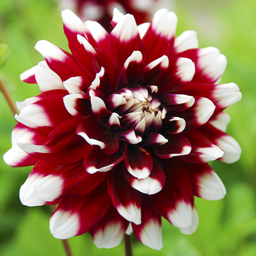 Dahlia Striped Duet - for Sale Dahlia Striped Duet