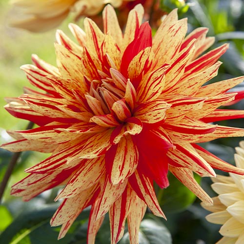Dahlia Striped Vulcan - for Sale Dahlia Striped Vulcan