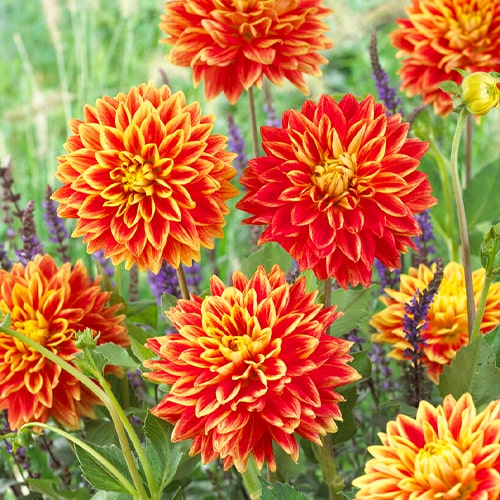 Dahlia Sunexplosion - for Sale Dahlia Sunexplosion