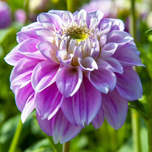 Dahlia Sweet Love - for Sale Dahlia Sweet Love