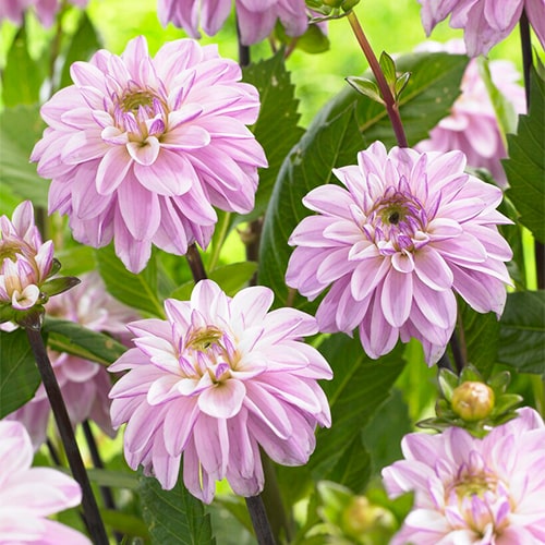 Dahlia Sweet Surprise - for Sale Dahlia Sweet Surprise
