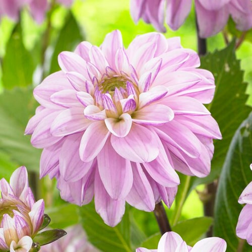 Dahlia Sweet Surprise - for Sale Dahlia Sweet Surprise