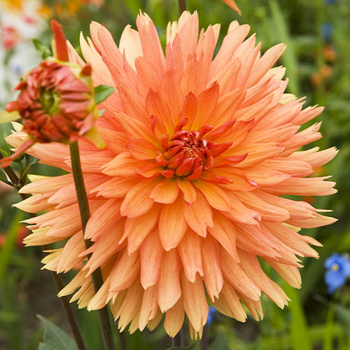 Dahlia Swing - for Sale Dahlia Swing