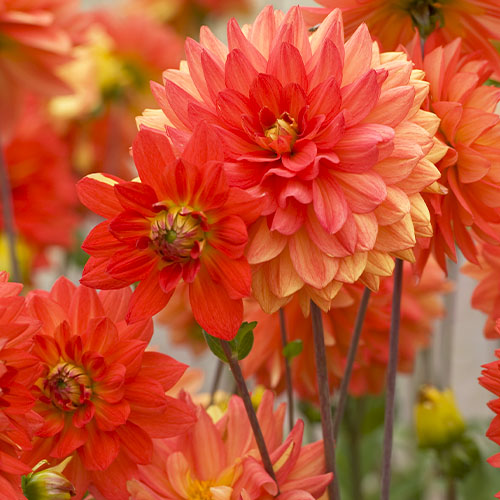 Dahlia Swing - for Sale Dahlia Swing