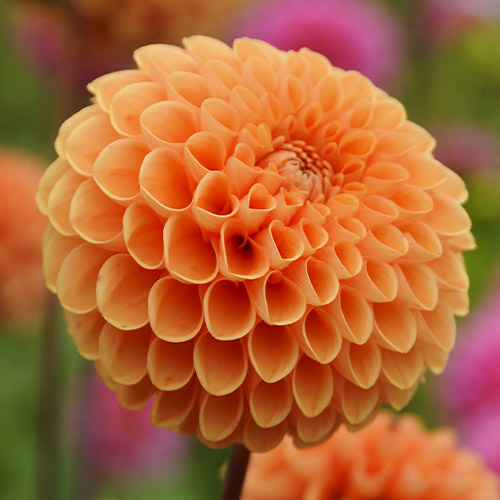 Dahlia Sylvia (Maren) - for Sale Dahlia Sylvia (Maren)