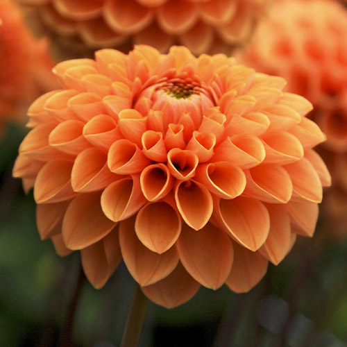 Dahlia Sylvia (Maren) - for Sale Dahlia Sylvia (Maren)