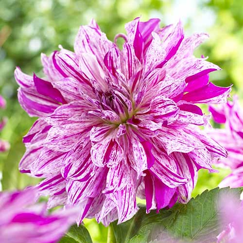Dahlia Taiheiyo - for Sale Dahlia Taiheiyo
