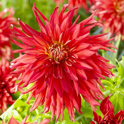 Dahlia Taum Sauk - for Sale Dahlia Taum Sauk