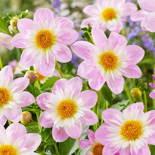 Dalia (Dahlia) Teesbrooke Audrey - for Sale Dalia (Dahlia) Teesbrooke Audrey