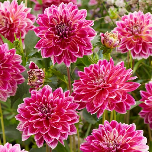 Dahlia Temple of Beauty - for Sale Dahlia Temple of Beauty