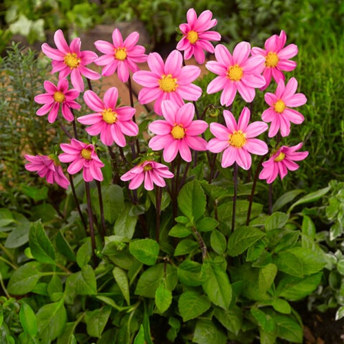 Dahlia Topmix Pink - for Sale Dahlia Topmix Pink