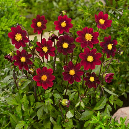 Dahlia Topmix Purple - for Sale Dahlia Topmix Purple