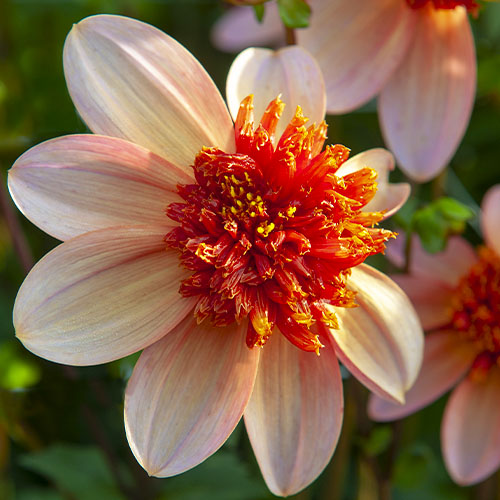 Dahlia Totally Tangerine - for Sale Dahlia Totally Tangerine