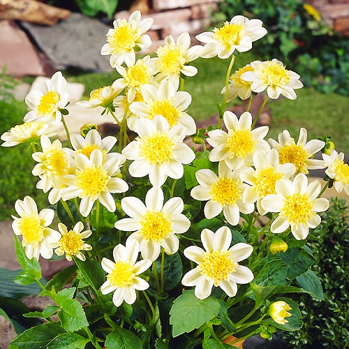 Dahlia Toto - for Sale Dahlia Toto