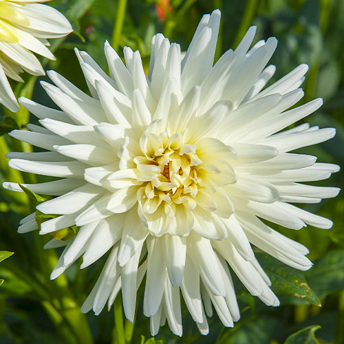 Dalia (Dahlia) Tu-Tu - for Sale Dalia (Dahlia) Tu-Tu