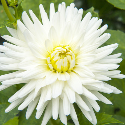 Dalia (Dahlia) Tu-Tu - for Sale Dalia (Dahlia) Tu-Tu