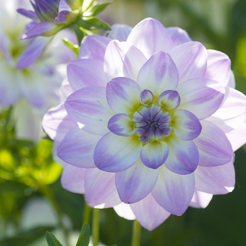 Dahlia Twilight Time - for Sale Dahlia Twilight Time