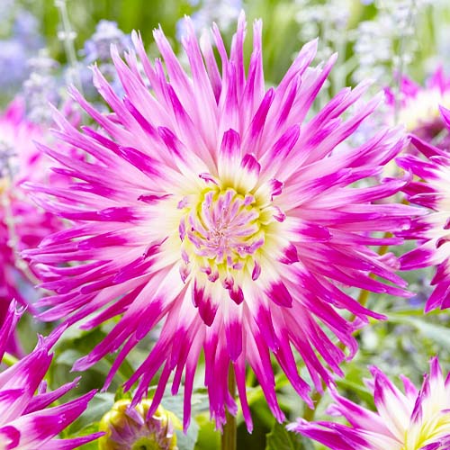 Dalia (Dahlia) Veritable - for Sale Dalia (Dahlia) Veritable
