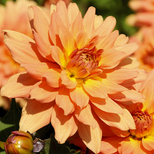 Dahlia Vincent - for Sale Dahlia Vincent