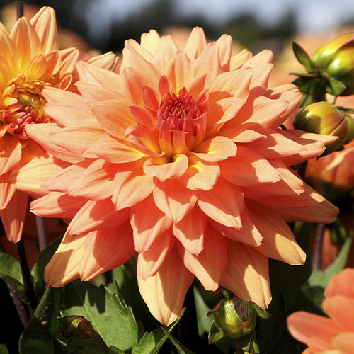 Dahlia Vincent - for Sale Dahlia Vincent