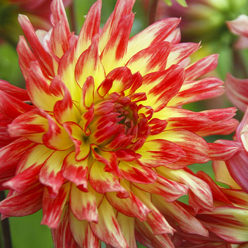 Dahlia Vuurvogel - for Sale Dahlia Vuurvogel
