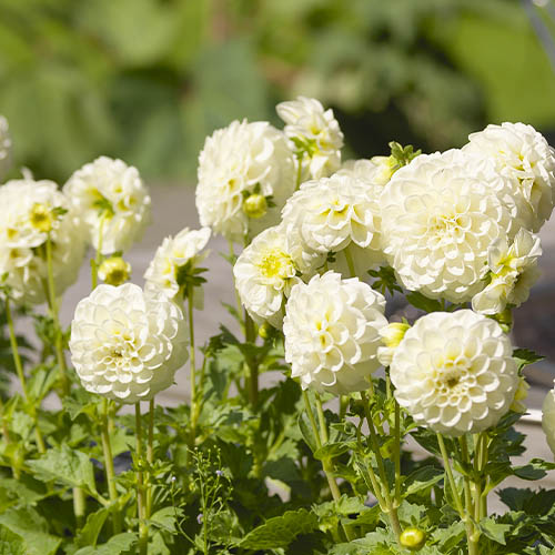 Dahlie White Aster - for Sale Dahlie White Aster