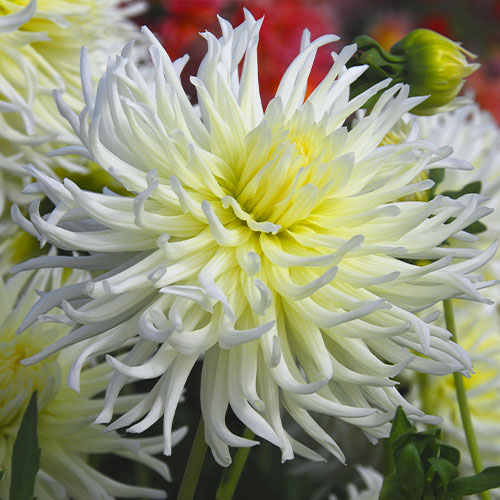 Dahlia White Star - for Sale Dahlia White Star