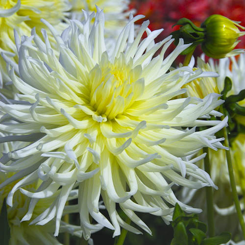 Dahlia White Star - for Sale Dahlia White Star