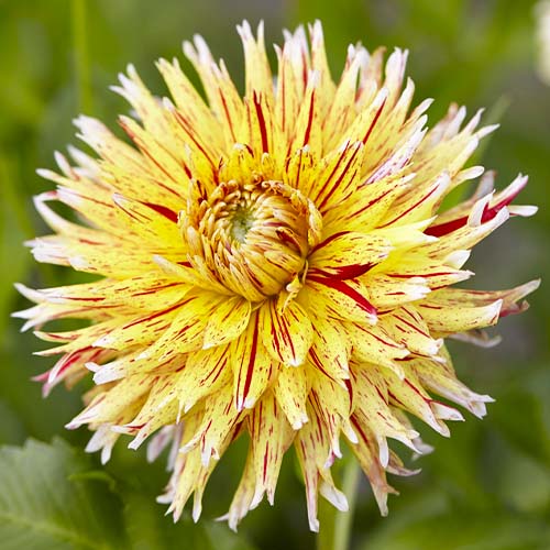 Dahlia Winesome - for Sale Dahlia Winesome
