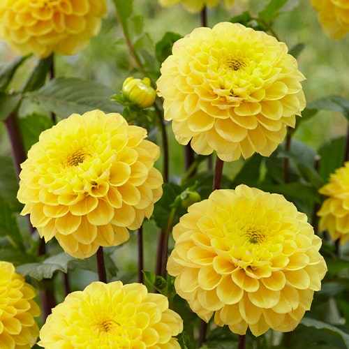 Dahlia Yellow Don - for Sale Dahlia Yellow Don