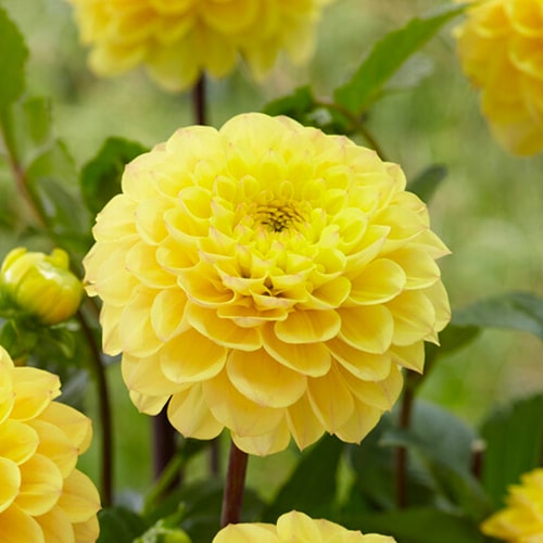 Dahlia Yellow Don - for Sale Dahlia Yellow Don