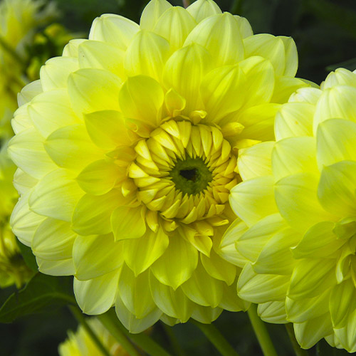 Dahlia Yellow Heaven - for Sale Dahlia Yellow Heaven