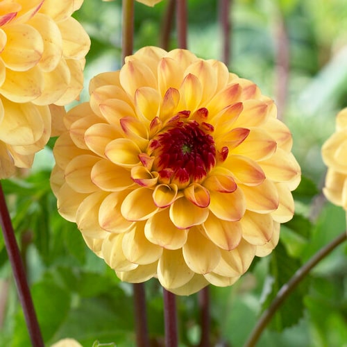 Dahlia Yellow Jill - for Sale Dahlia Yellow Jill