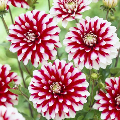 Dahlia Karma Yin Yang - for Sale Dahlia Karma Yin Yang