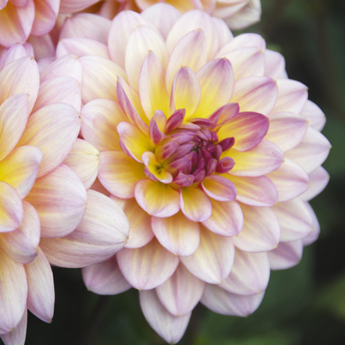 Dahlia Zingaro - for Sale Dahlia Zingaro
