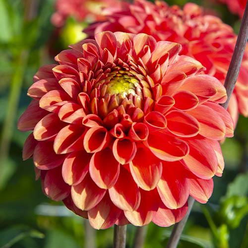 Dahlia Zundert Mystery Fox - for Sale Dahlia Zundert Mystery Fox