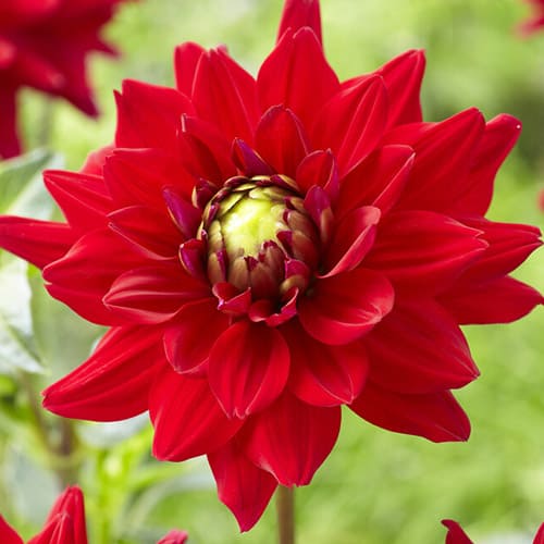Dahlia All Directions - for Sale Dahlia All Directions