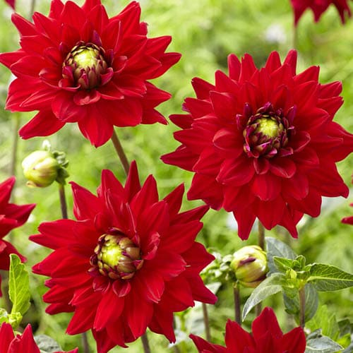 Dahlia All Directions - for Sale Dahlia All Directions
