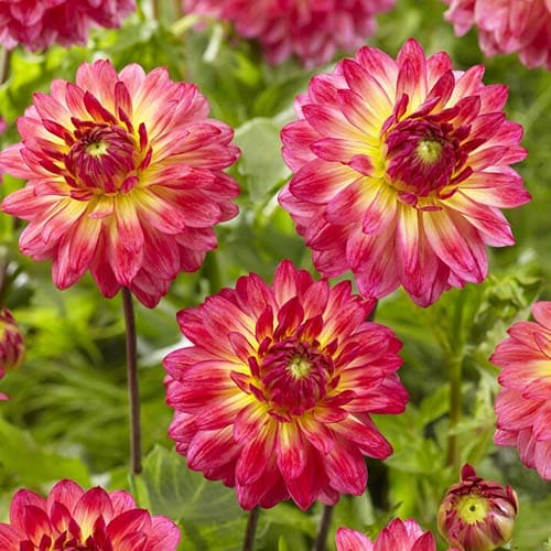 Dahlia Armateras - for Sale Dahlia Armateras