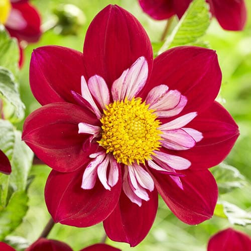 Dahlia Eefje - for Sale Dahlia Eefje