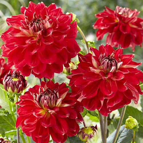 Dahlia Jowey Cherbourg - for Sale Dahlia Jowey Cherbourg