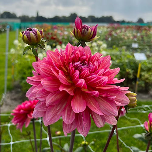 Dahlia Missis Dutch - for Sale Dahlia Missis Dutch
