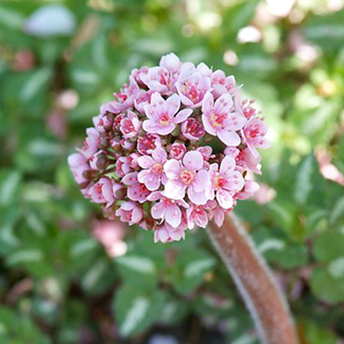 Darmera (peltata) - for Sale Darmera (peltata)