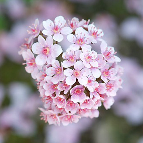 Darmera (peltata) - for Sale Darmera (peltata)