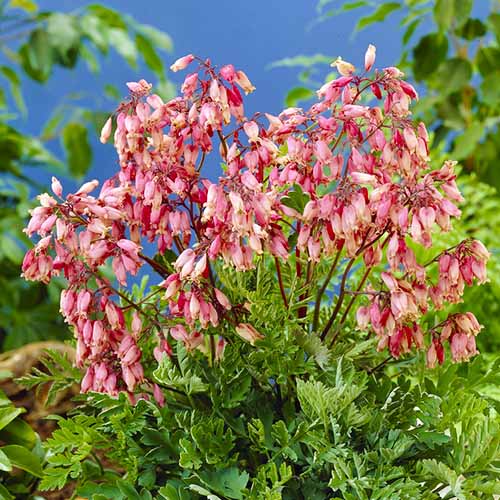 Dicentra Bacchanal - for Sale Dicentra Bacchanal