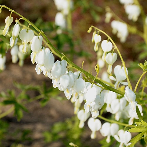 Dicentra Spectabilis Alba - for Sale Dicentra Spectabilis Alba