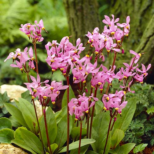 Dodecatheon (medea) Queen victoria - for Sale Dodecatheon (medea) Queen victoria
